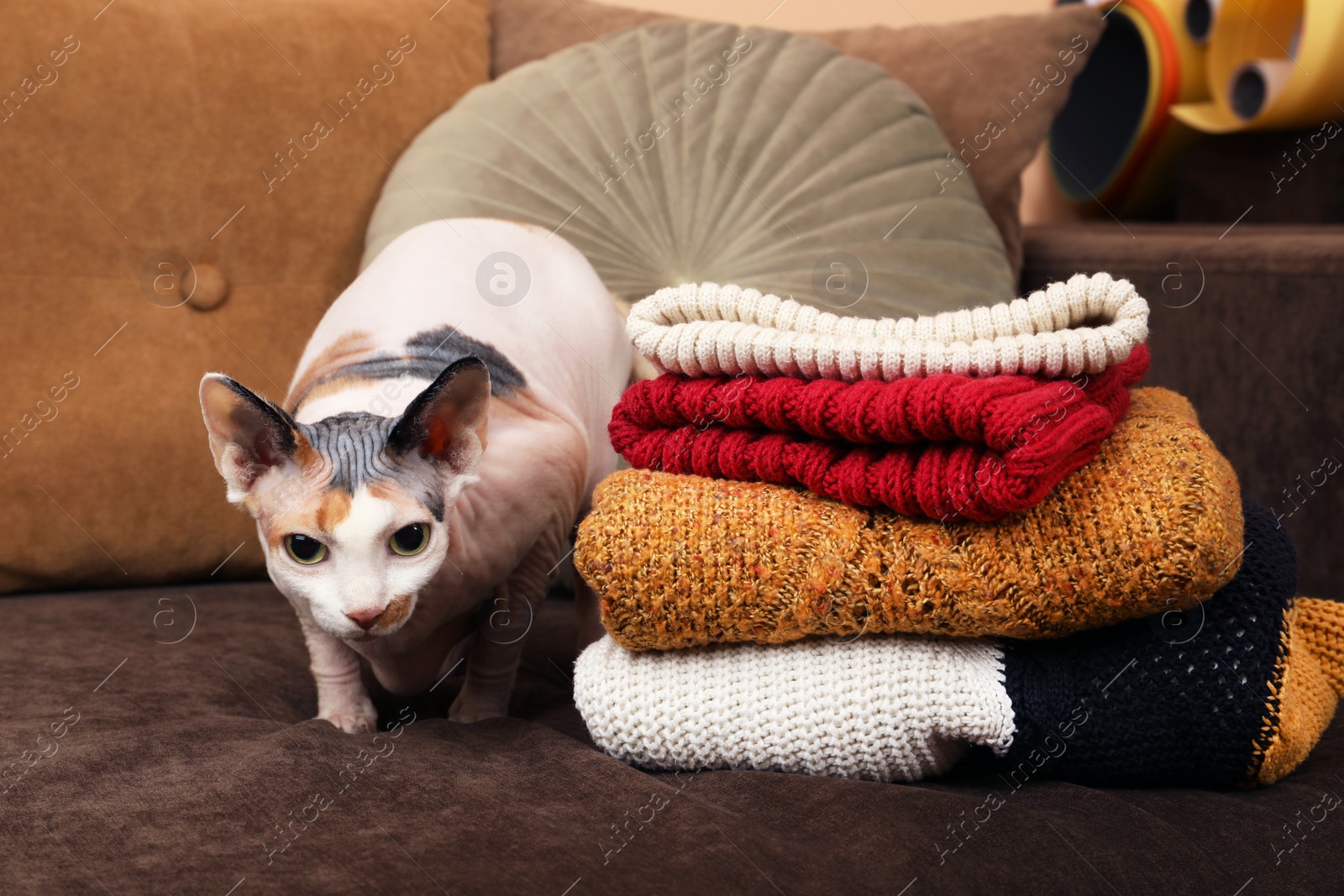 Photo of Adorable Sphynx cat near warm sweaters on sofa indoors