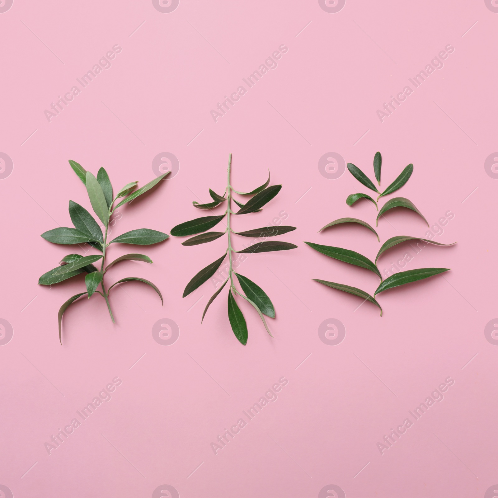 Photo of Twigs with fresh green olive leaves on color background, flat lay