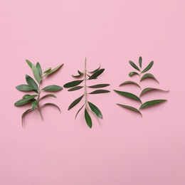 Photo of Twigs with fresh green olive leaves on color background, flat lay