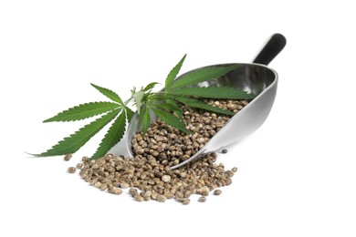 Metal scoop with hemp seeds and leaves on white background