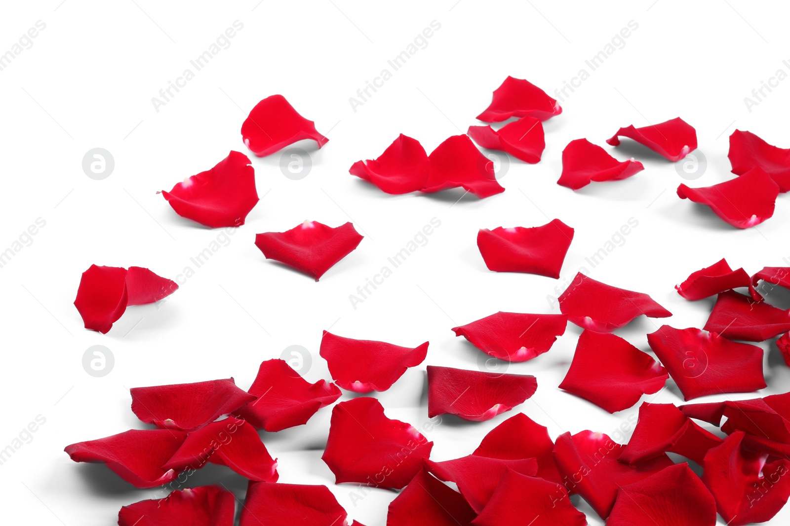 Photo of Beautiful red rose petals on white background