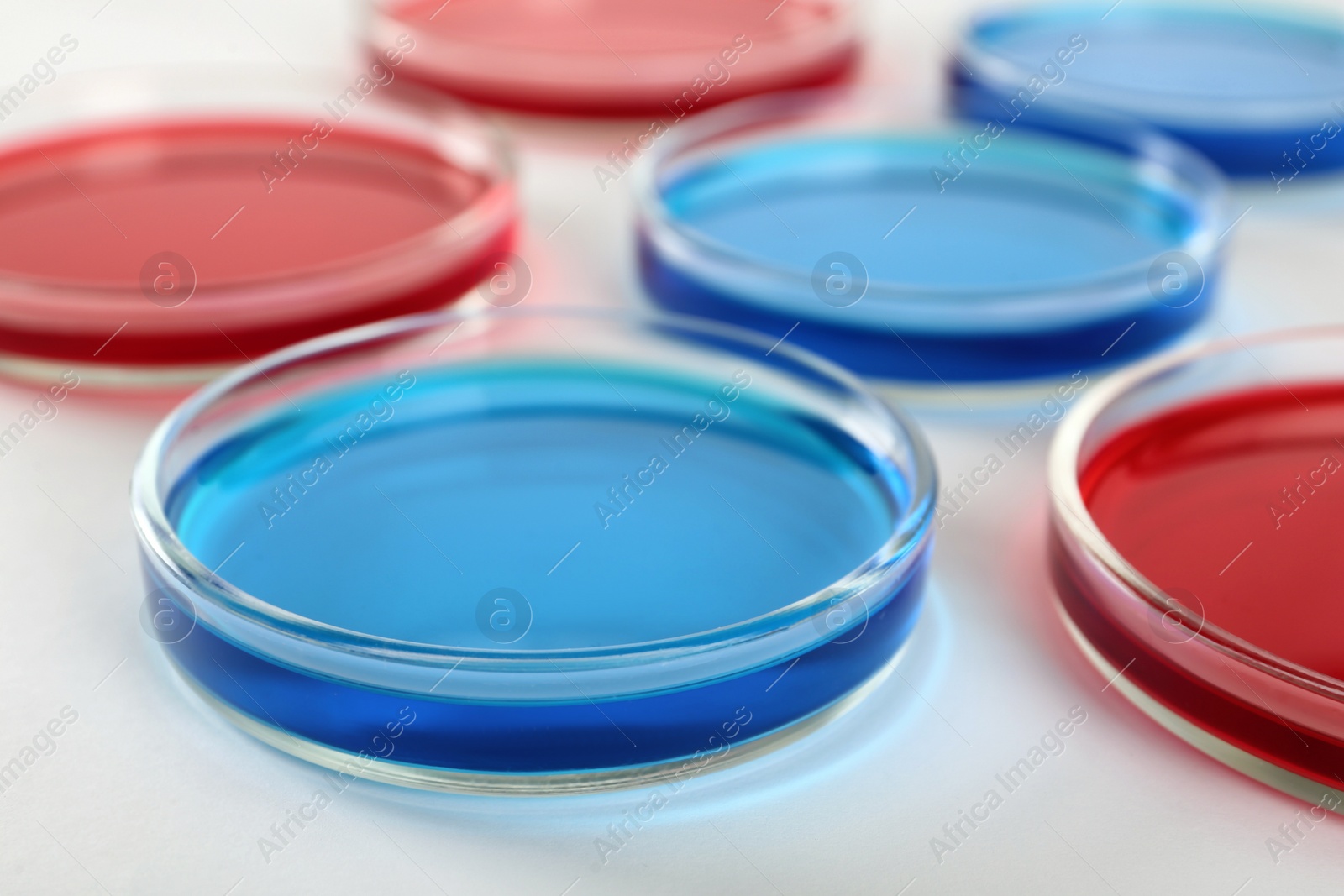 Photo of Petri dishes with blue and red liquids on white background, closeup