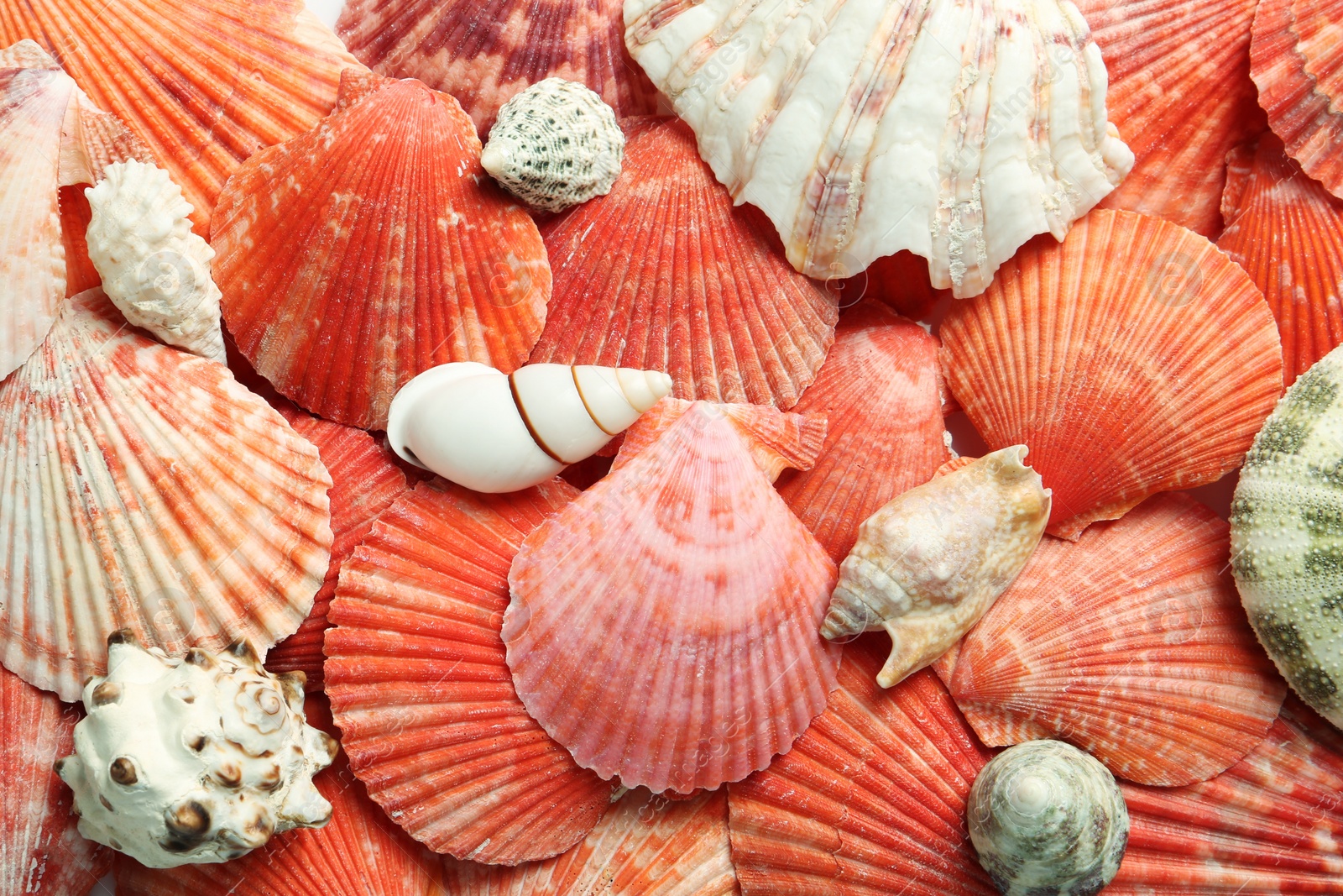 Photo of Top view of beautiful different seashells as background