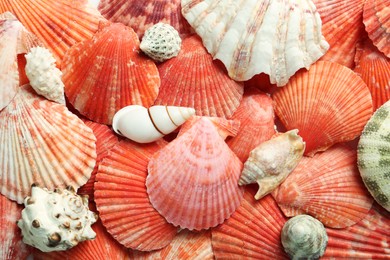 Top view of beautiful different seashells as background