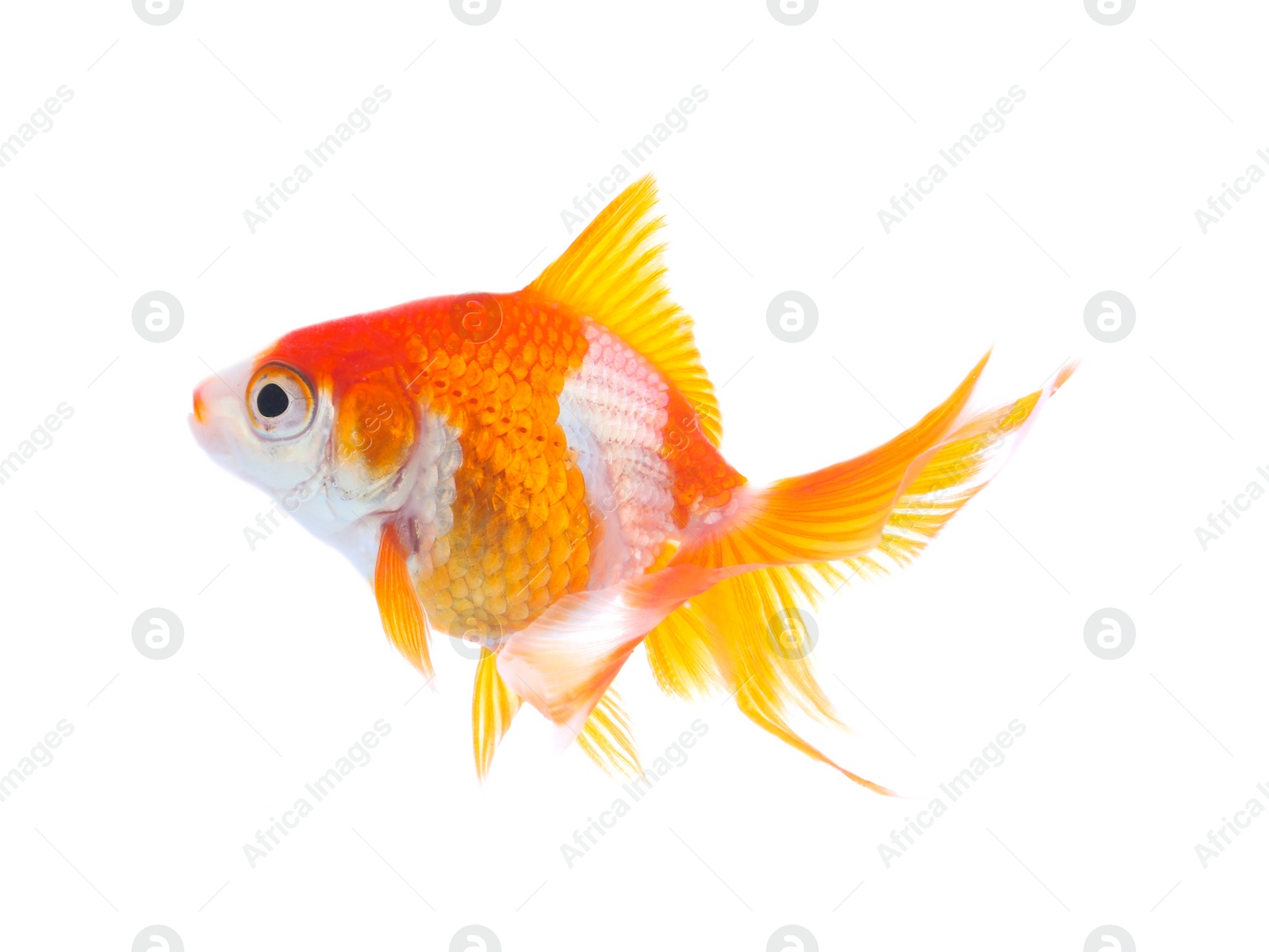 Photo of Beautiful bright small goldfish isolated on white