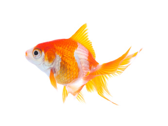 Beautiful bright small goldfish isolated on white