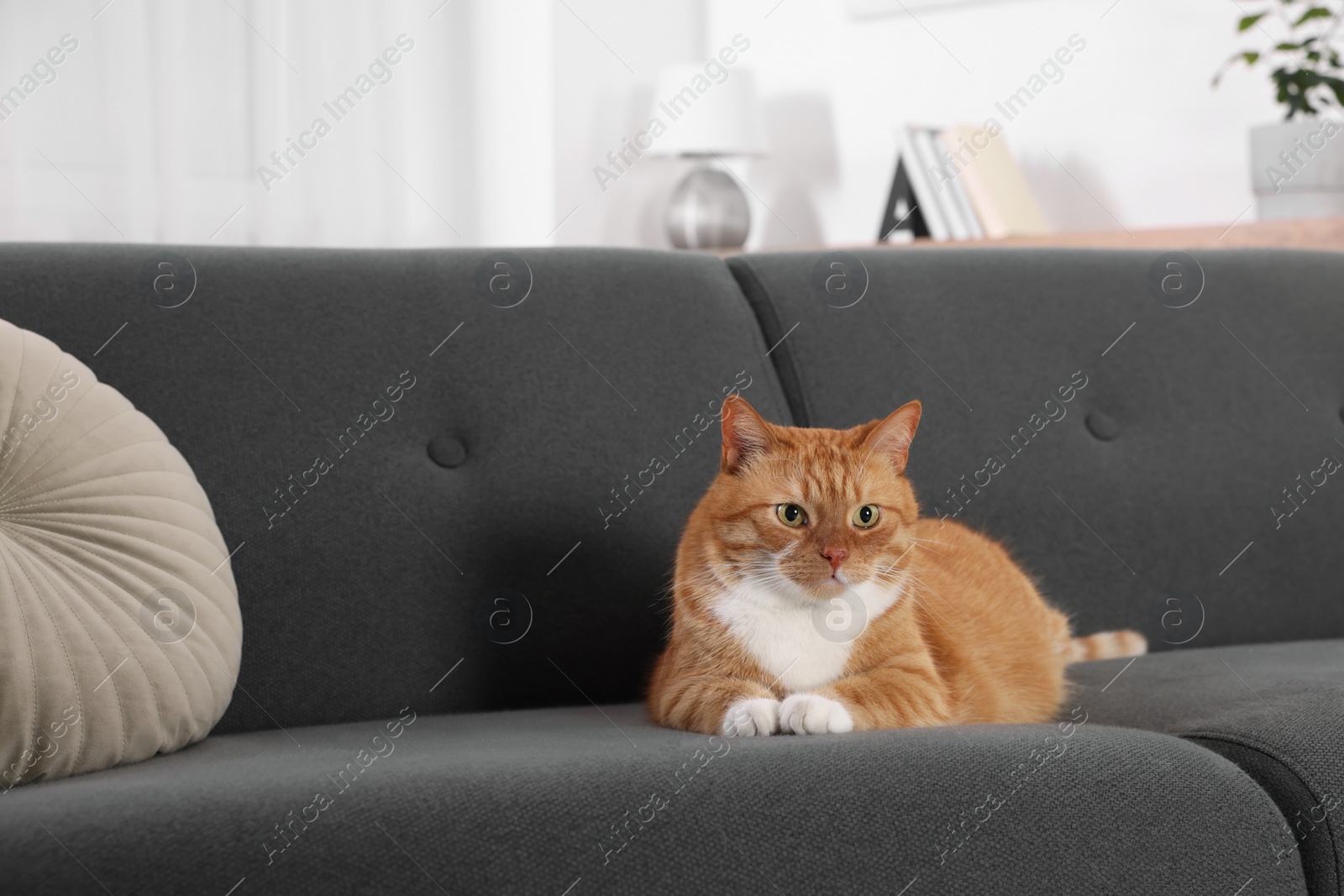 Photo of Cute fluffy ginger cat lying on sofa at home. Space for text
