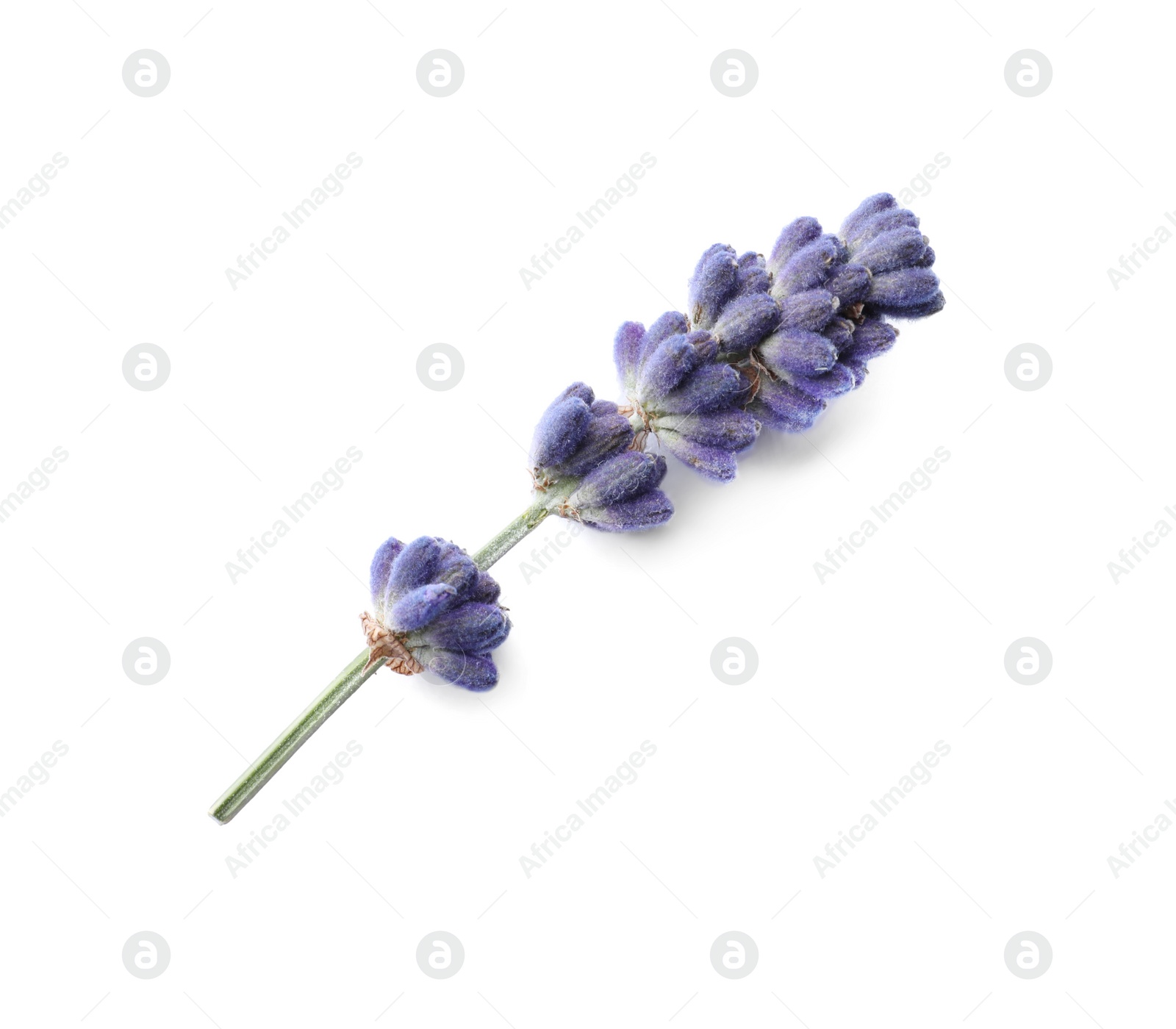 Photo of Beautiful lavender flower isolated on white. Fresh herb