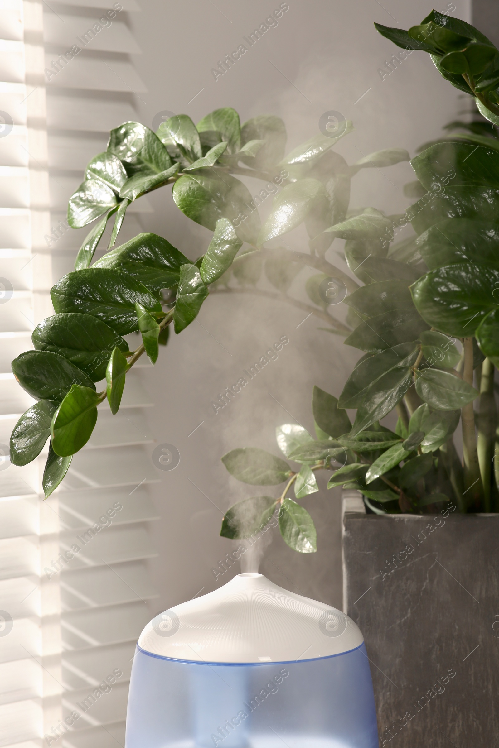 Photo of Air humidifier near beautiful green houseplant indoors