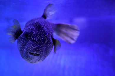 Photo of Beautiful pufferfish in clear toned blue aquarium, closeup