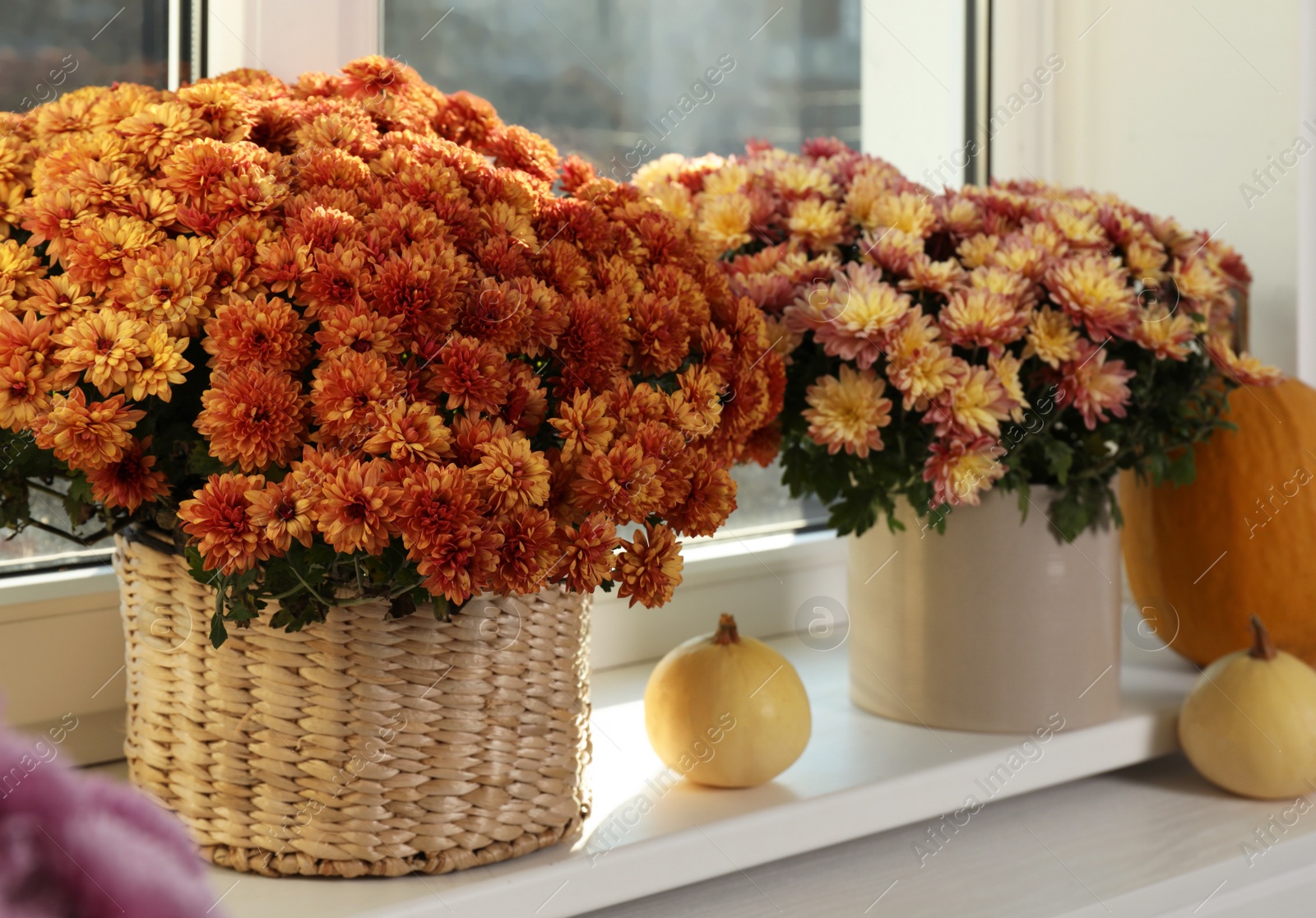 Photo of Beautiful potted chrysanthemum flowers and pumpkins on windowsill indoors