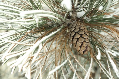 Photo of Snowy pine branch with cone, closeup. Winter season
