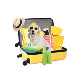 Image of Cute dog and summer vacation items in suitcase on white background. Travelling with pet