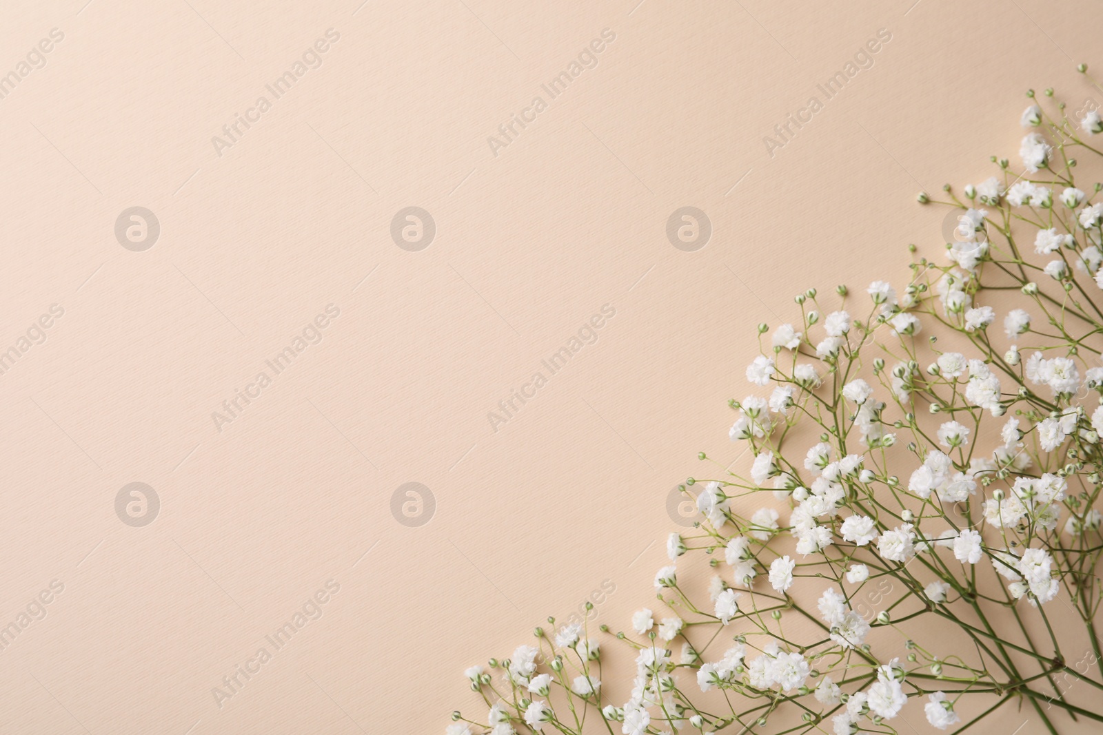 Photo of Beautiful gypsophila flowers on beige background, flat lay. Space for text