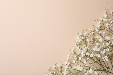 Beautiful gypsophila flowers on beige background, flat lay. Space for text