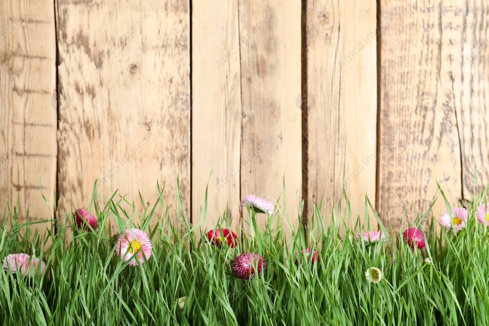 Photo of Vibrant green grass with beautiful flowers against wooden background, space for text