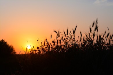 Photo of Silhouettes of beautiful plants in countryside at sunset