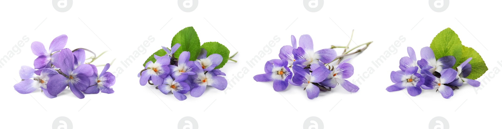 Image of Set with beautiful wood violets on white background, banner design. Spring flowers