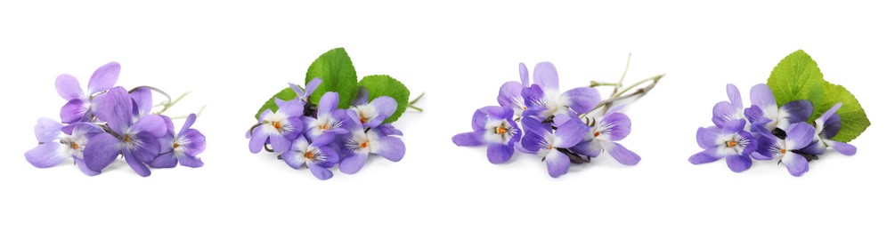 Set with beautiful wood violets on white background, banner design. Spring flowers