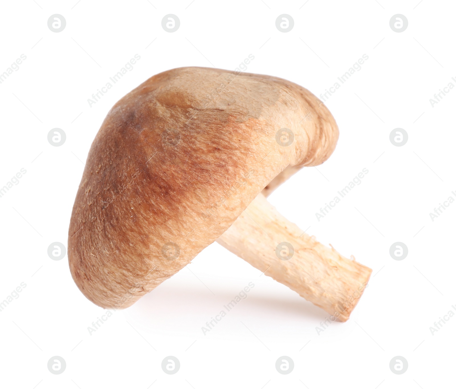 Photo of Fresh wild mushroom on white background. Edible fungi