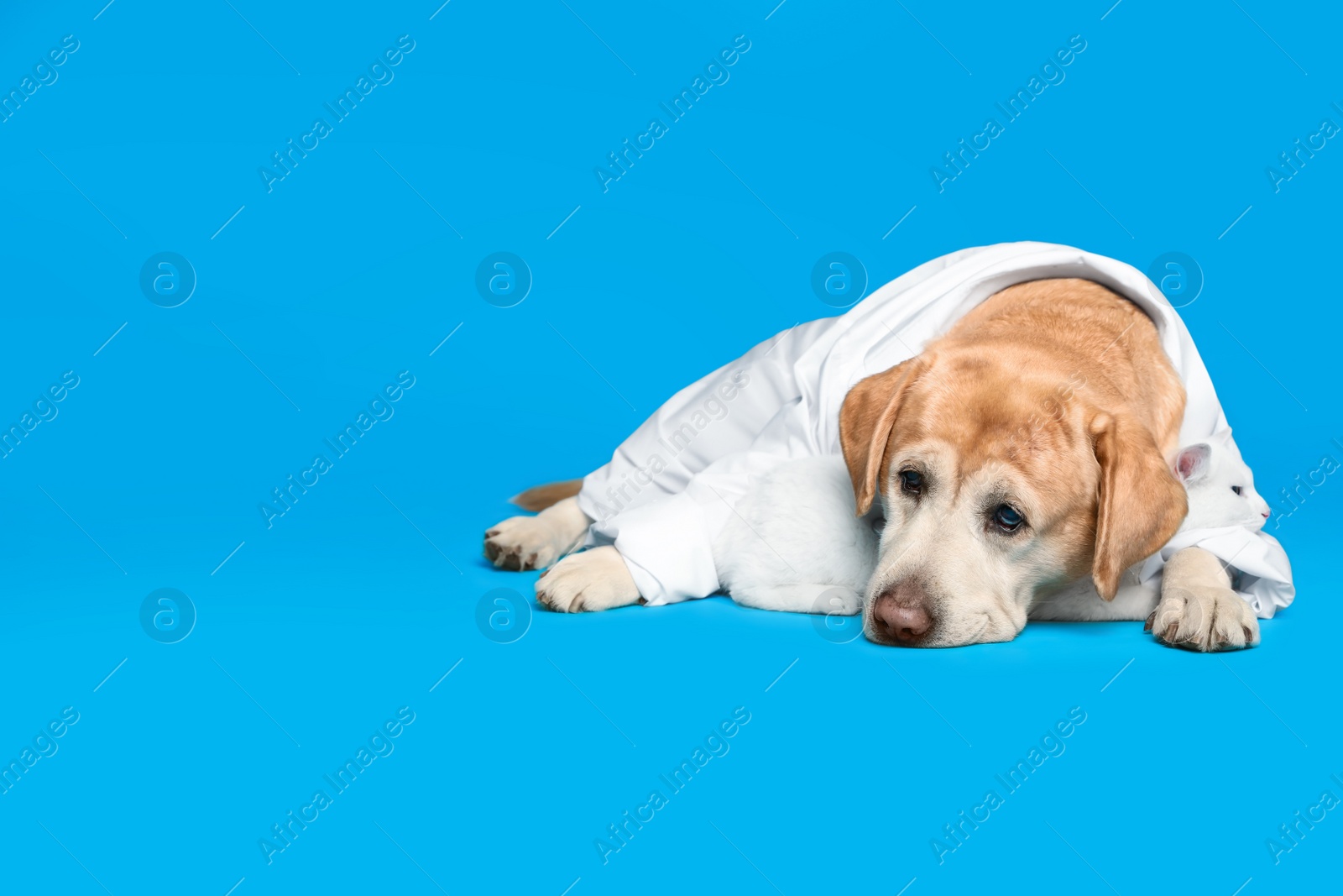 Photo of Cute Labrador dog in uniform with stethoscope as veterinarian and cat on light blue background