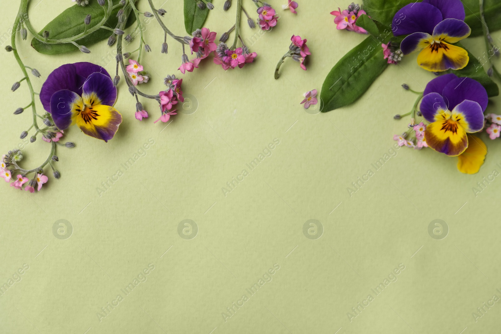 Photo of Beautiful composition with forget-me-not flowers on light green background, flat lay. Space for text