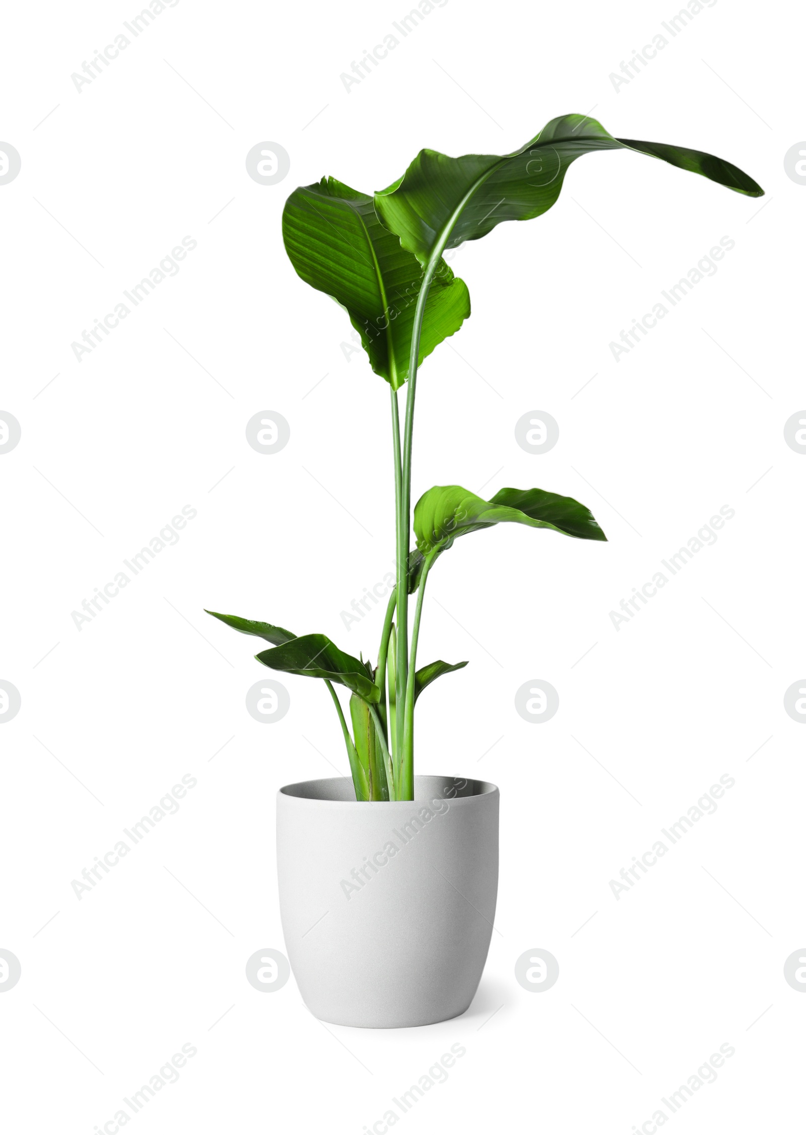 Photo of Beautiful houseplant in pot isolated on white