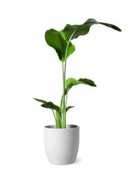 Photo of Beautiful houseplant in pot isolated on white