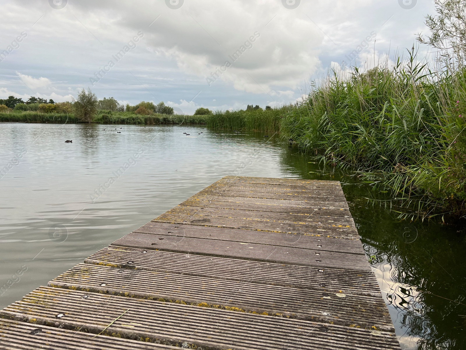 Photo of Picturesque view of river reeds and cloudy sky