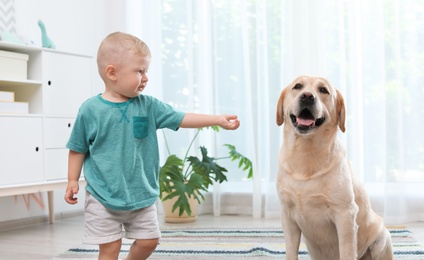 Adorable yellow labrador retriever and little boy at home