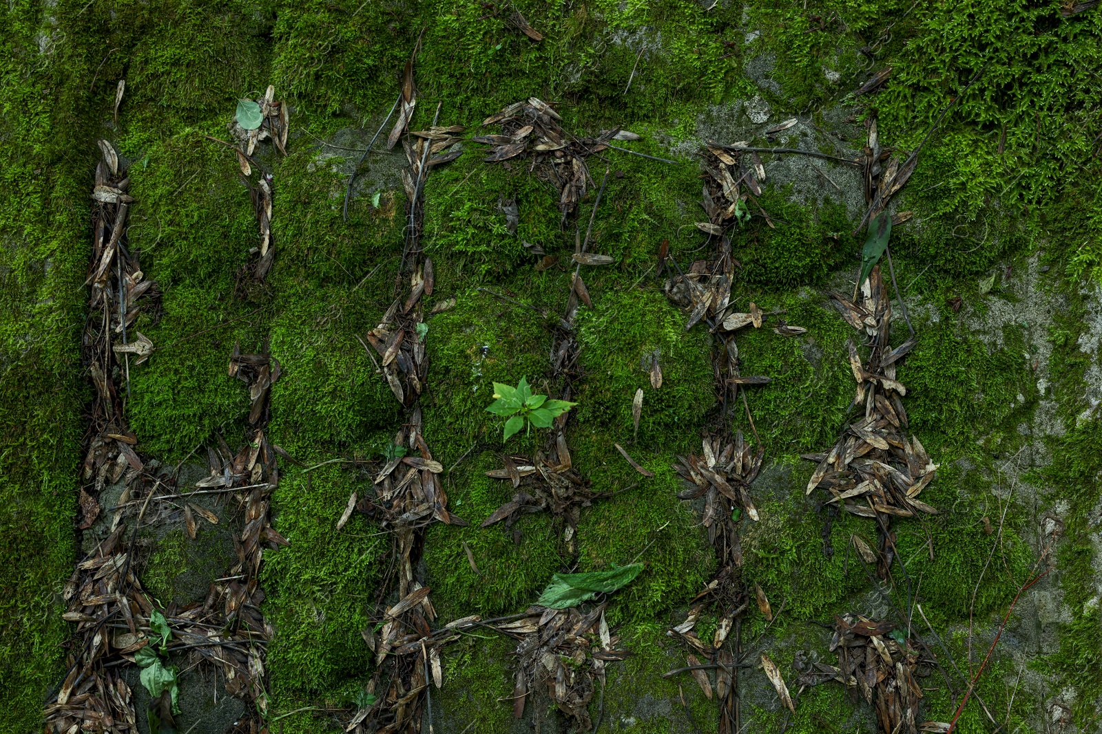 Photo of Stone wall overgrown with green moss outdoors, closeup