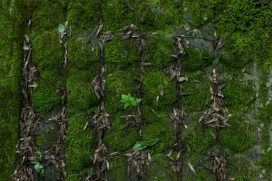 Stone wall overgrown with green moss outdoors, closeup