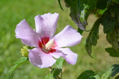 Beautiful hibiscus flower with water drops outdoors on sunny day, closeup. Space for text