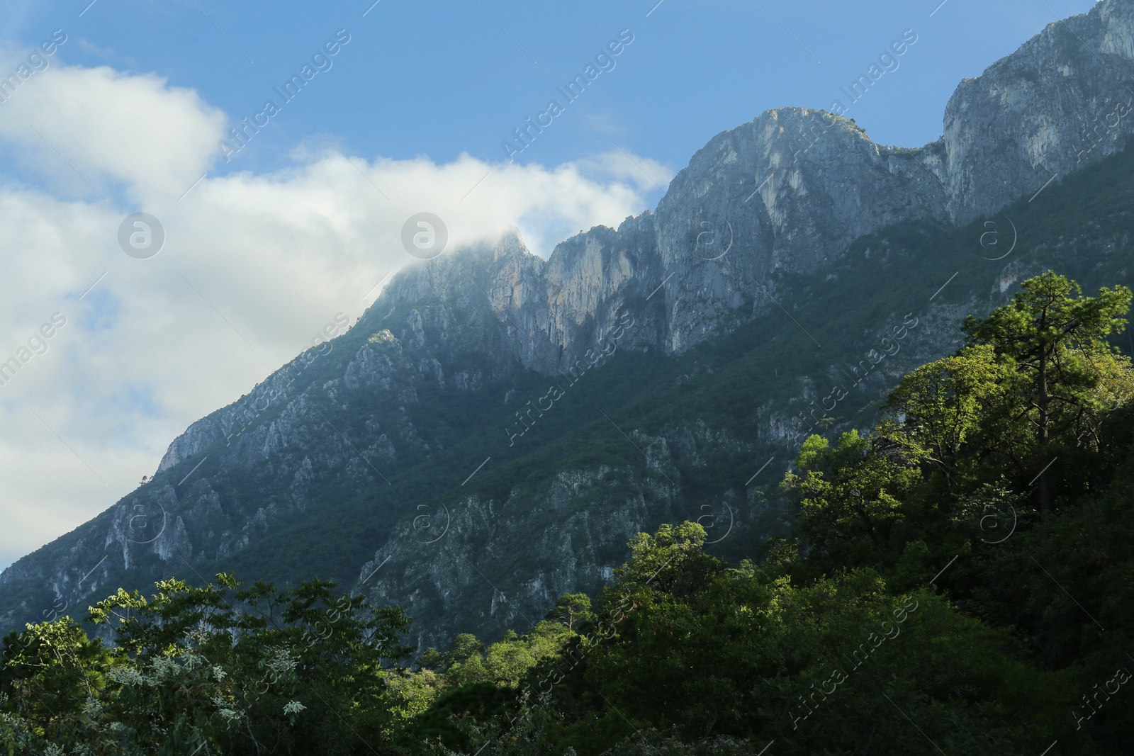 Photo of Picturesque view of big mountains and trees under cloudy sky