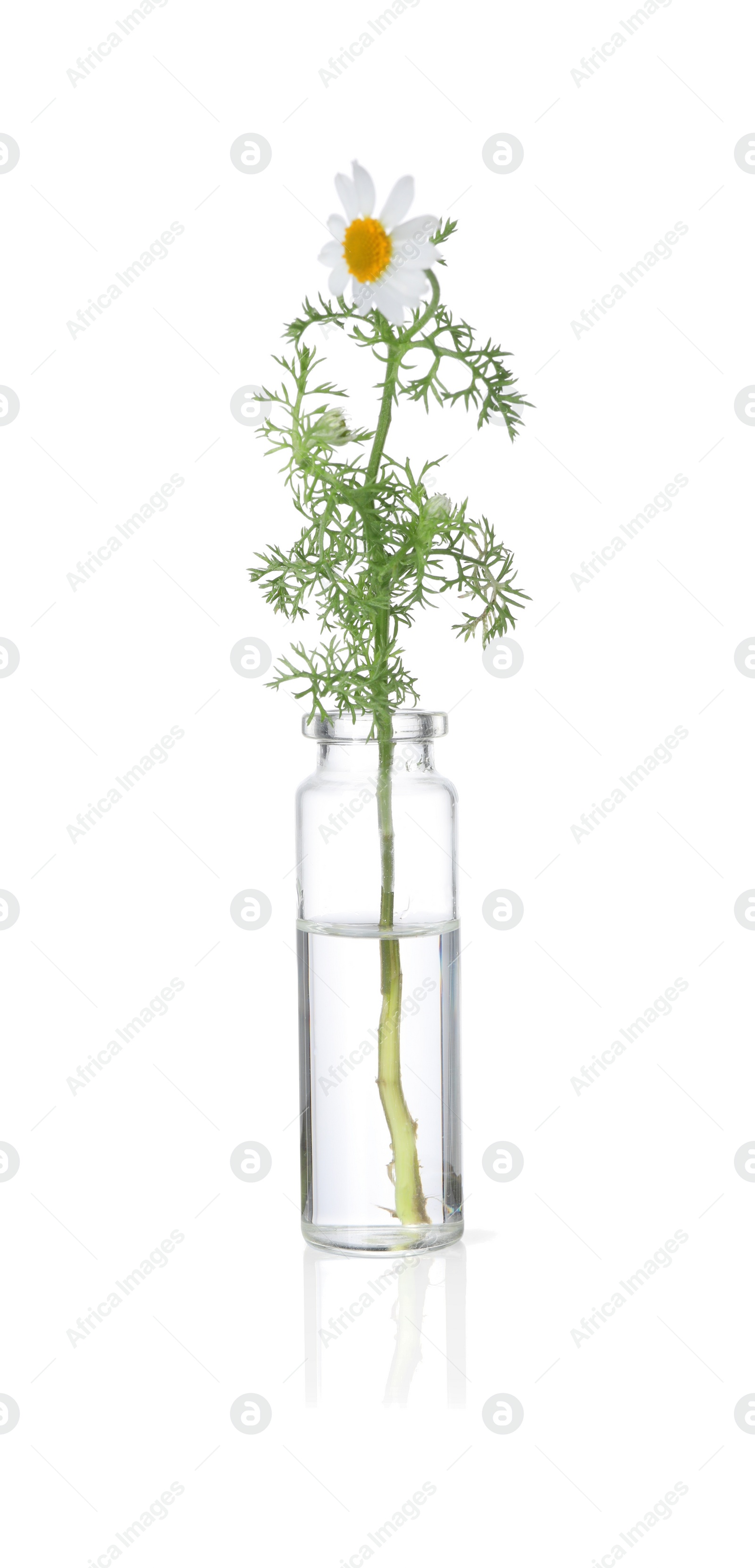 Photo of Bottle with essential oil and chamomile isolated on white