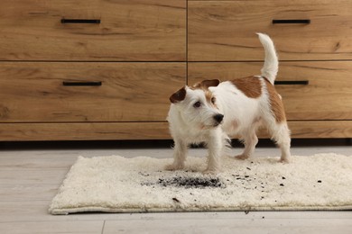 Photo of Cute dog near mud stain on rug indoors. Space for text