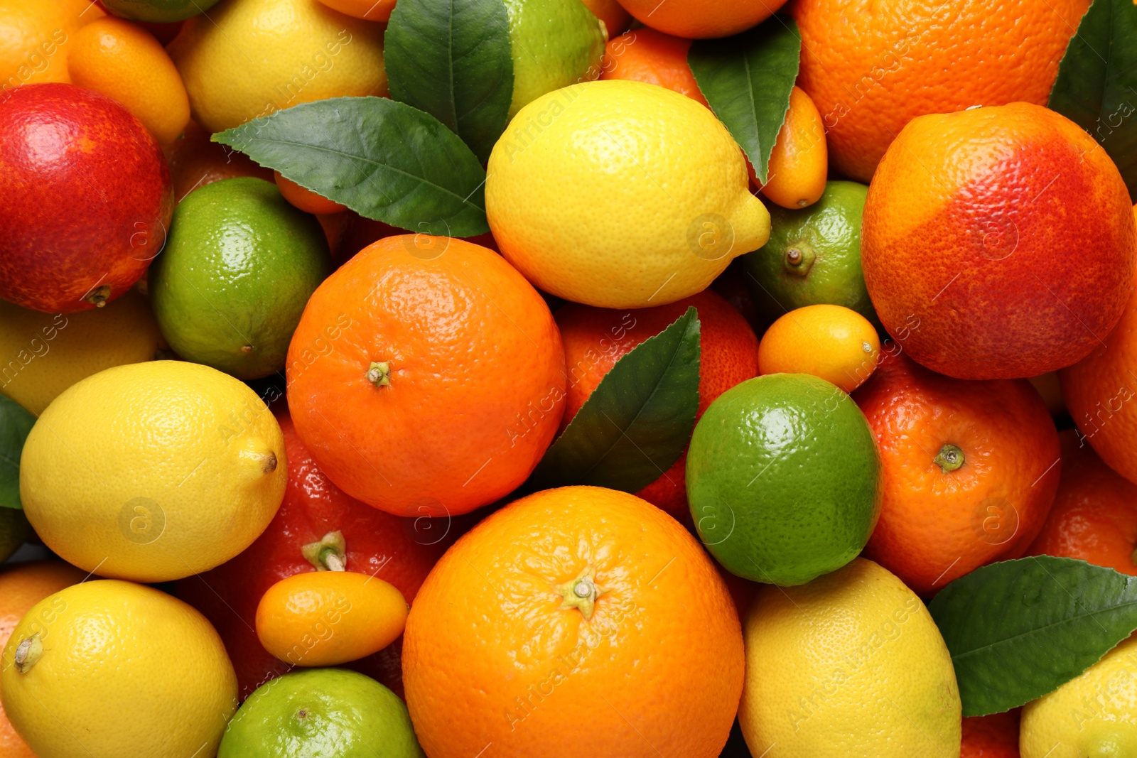 Photo of Different ripe citrus fruits as background, closeup