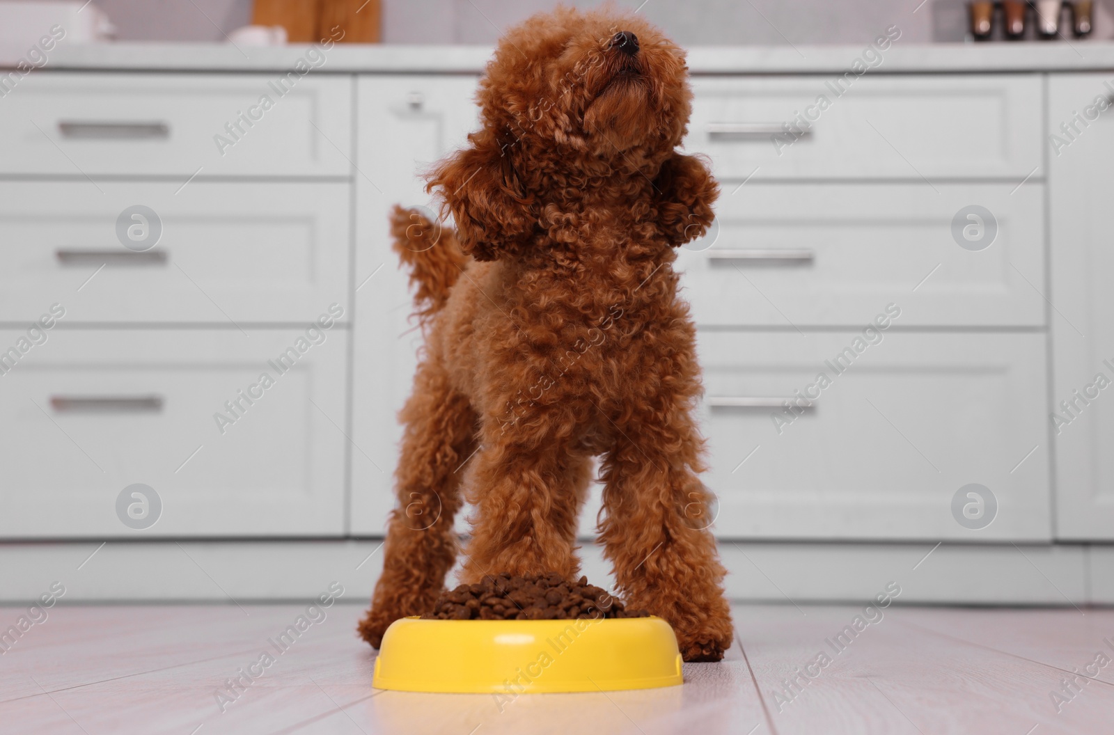 Photo of Cute Maltipoo dog near feeding bowl with dry food on floor in kitchen. Lovely pet