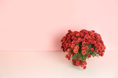 Beautiful potted chrysanthemum flowers on table against color background. Space for text