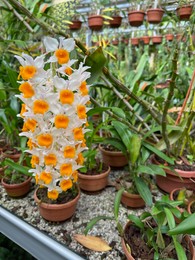 Photo of Potted Dendrobium orchid and other plants growing in botanical garden