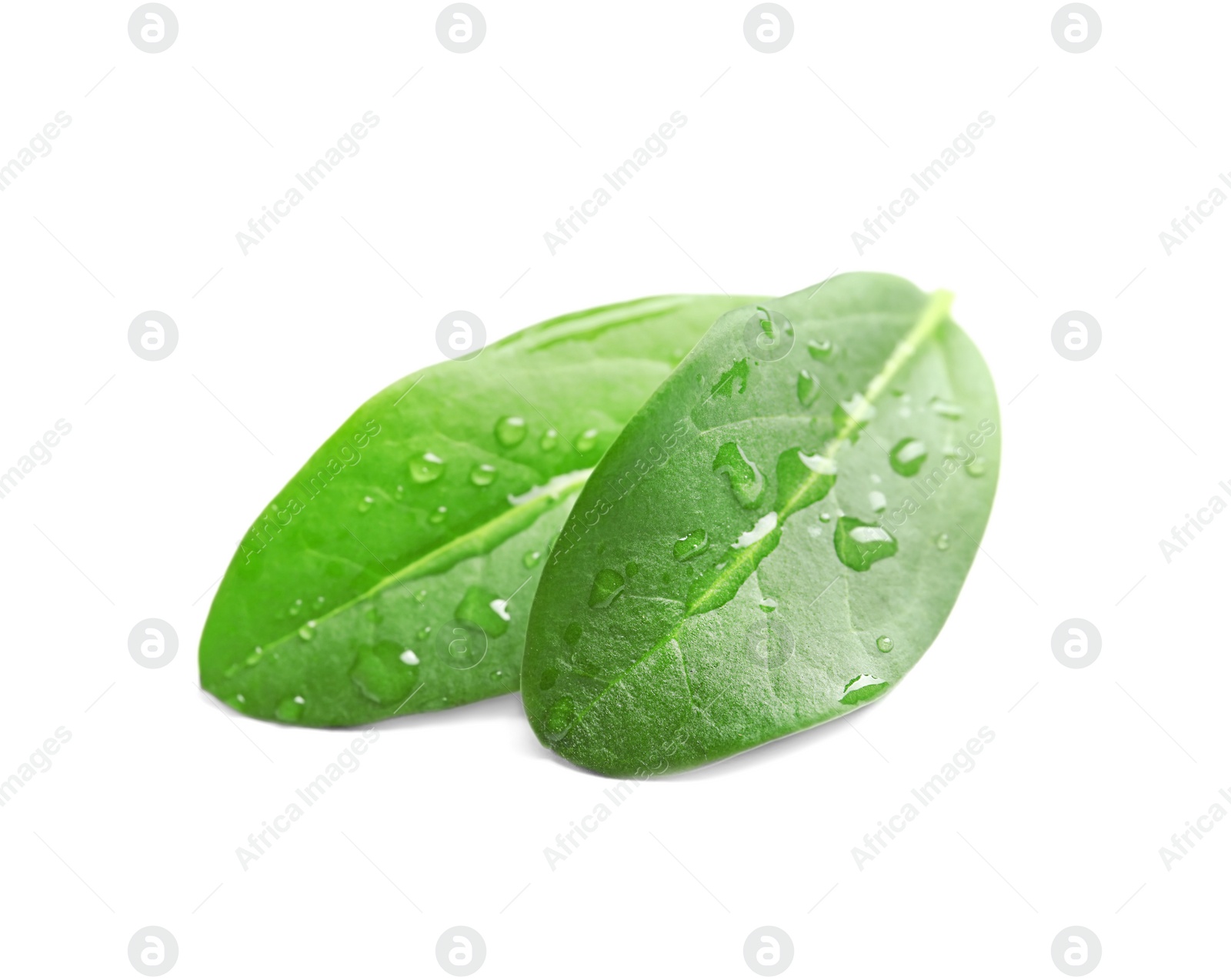 Photo of Green leaves with dew on white background