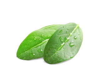 Photo of Green leaves with dew on white background