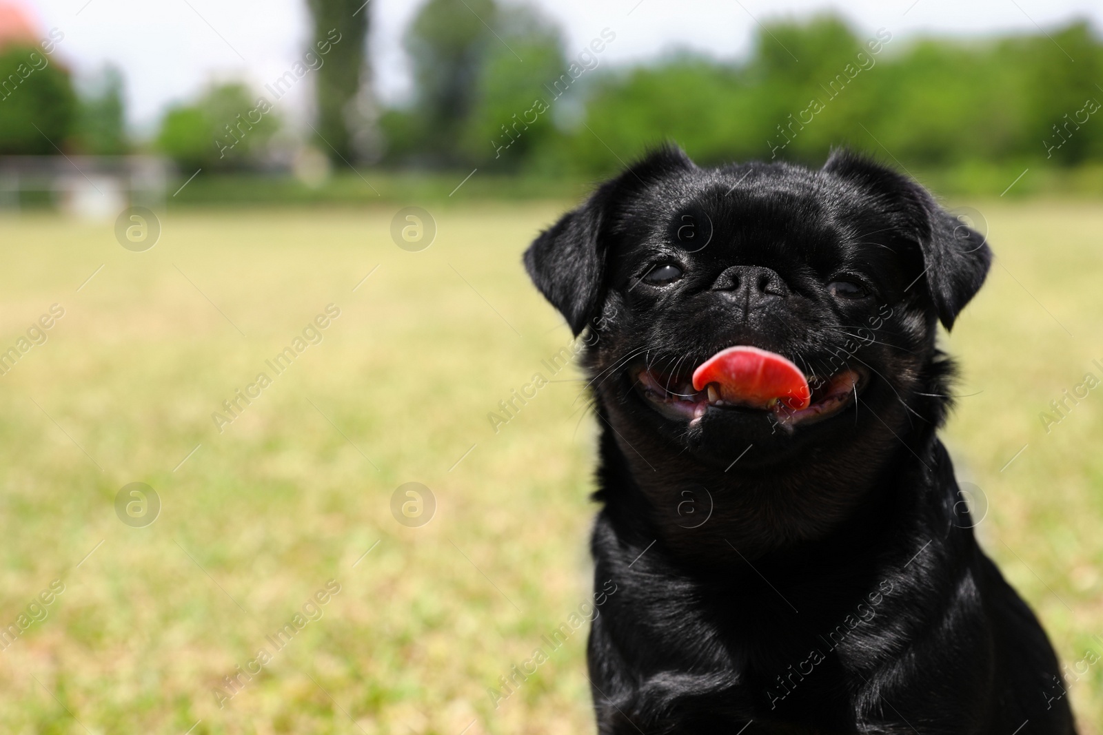 Image of Adorable black Petit Brabancon dog sitting on green grass outdoors, closeup