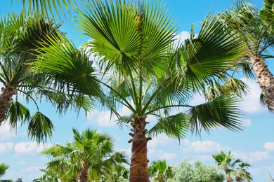 Beautiful view of palm trees outdoors on sunny summer day