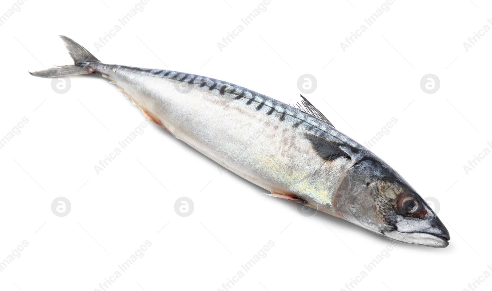 Photo of One tasty raw mackerel isolated on white