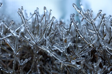 Photo of Plants in ice glaze outdoors on winter day, closeup