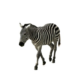 Beautiful striped African zebra on white background. Wild animal