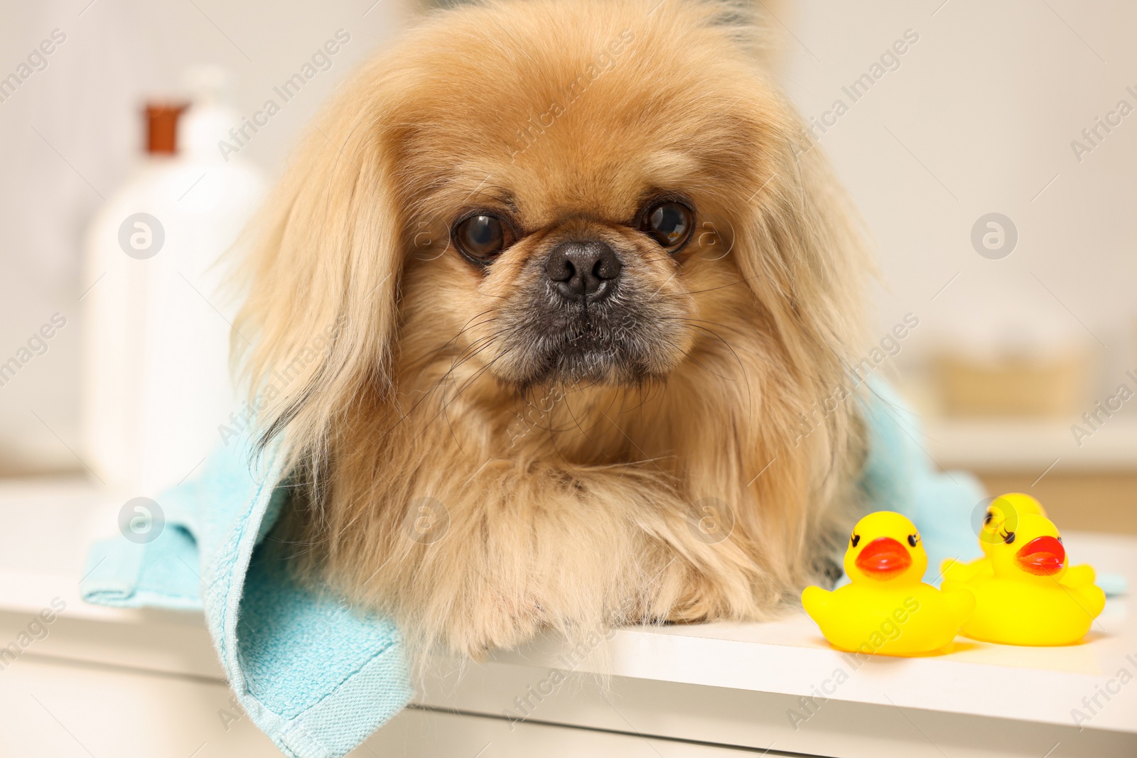 Photo of Cute Pekingese dog with towel and rubber ducks in bathroom. Pet hygiene