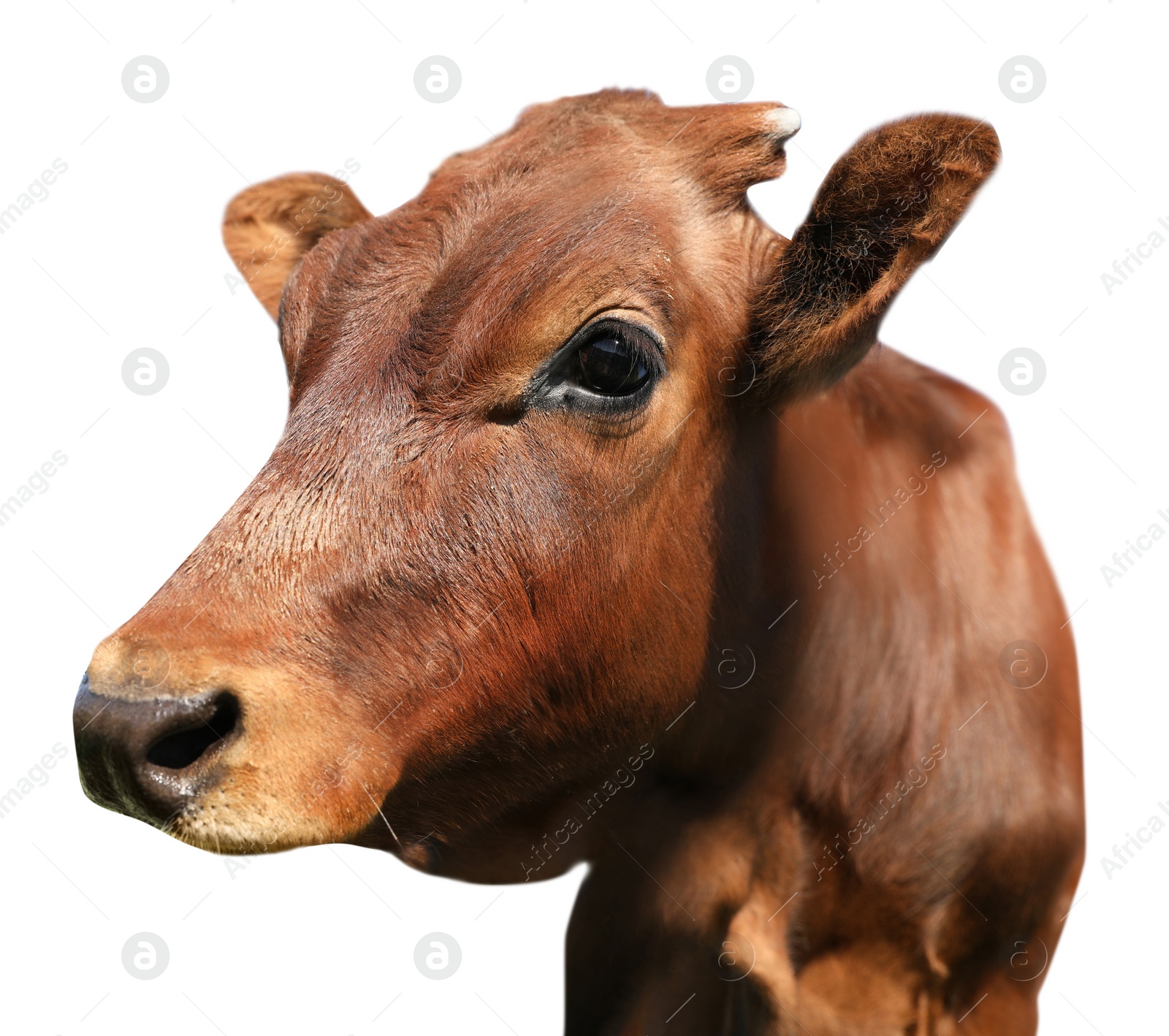 Image of Cute brown cow on white background, closeup view. Animal husbandry