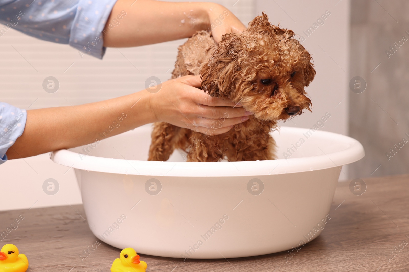 Photo of Woman washing cute Maltipoo dog in basin indoors. Lovely pet